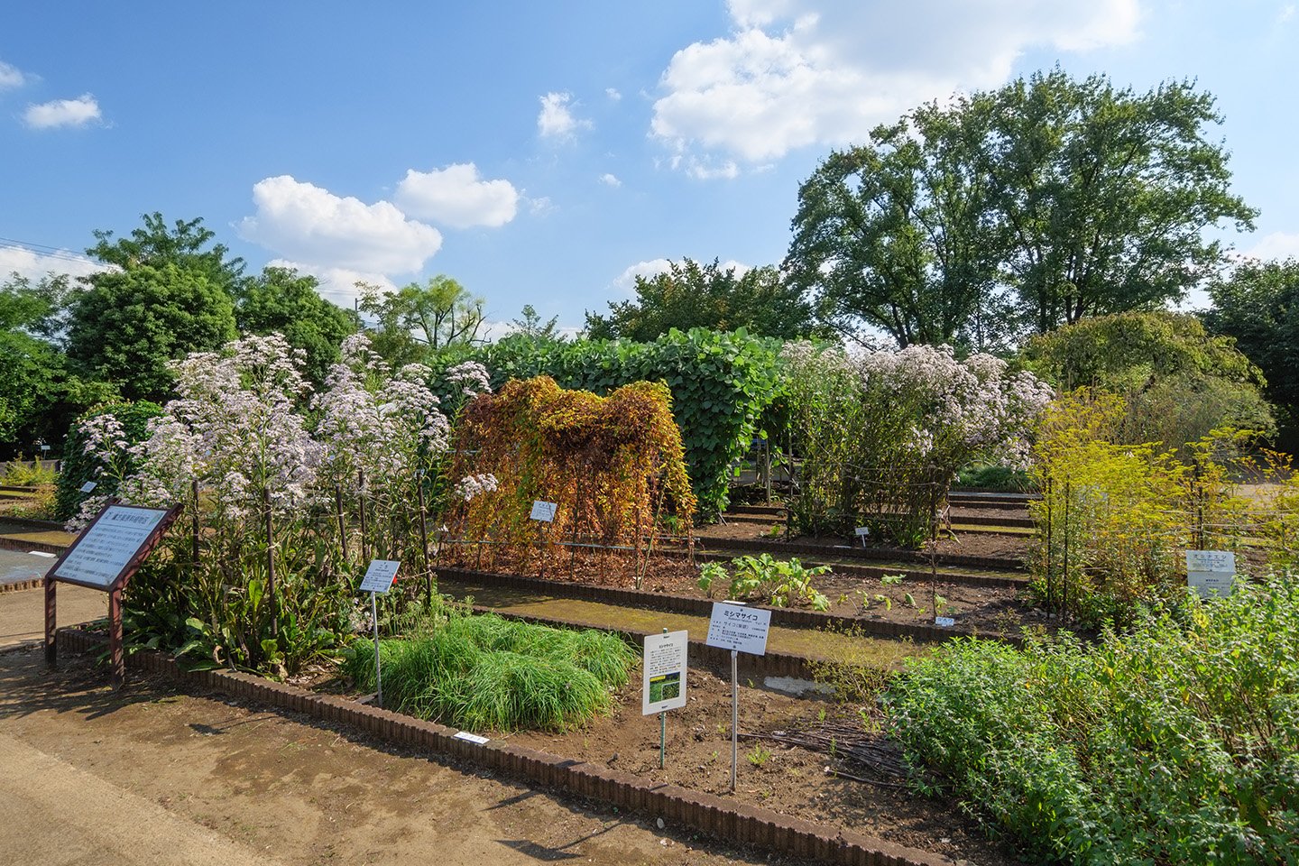 🌿 도쿄도 약용식물원 (도쿄토 야쿠요 쇼쿠부츠엔) 이미지 5